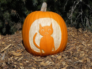 Cat, Nipomo Pumpkin Patch best carving idea